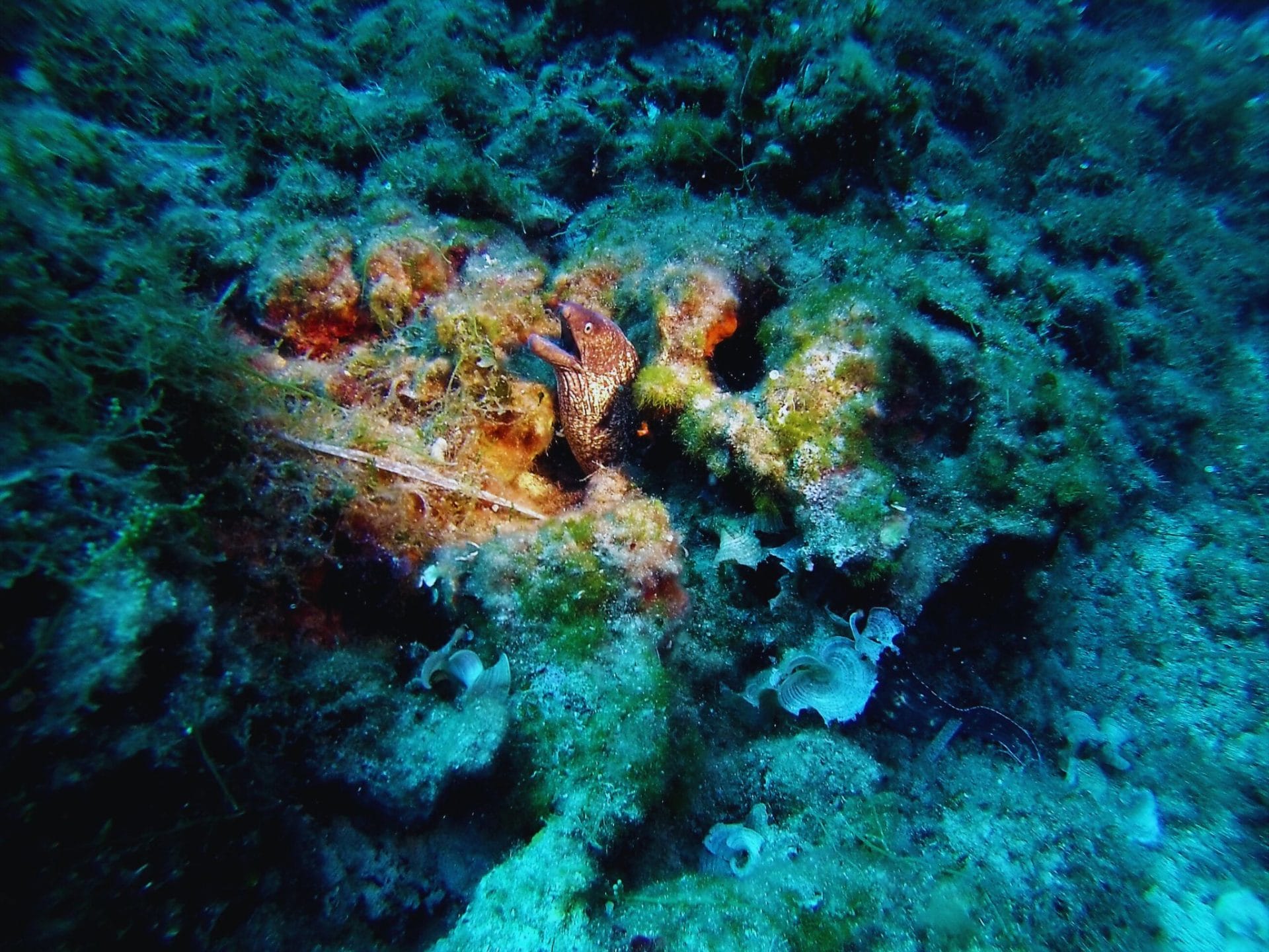 Diving around Korcula Island