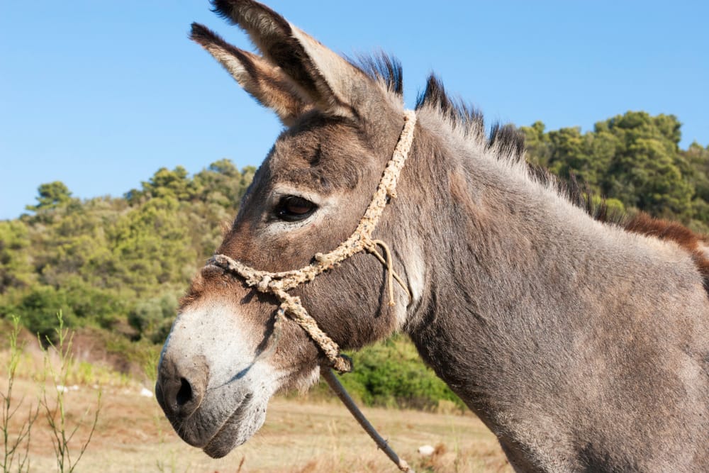 Donkey from Lastovo island